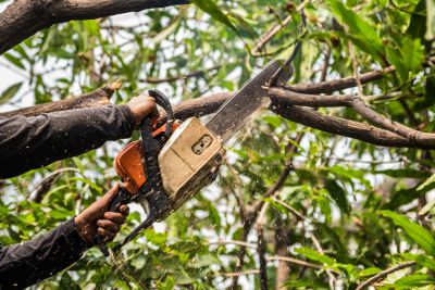 Get Proper Pruning!