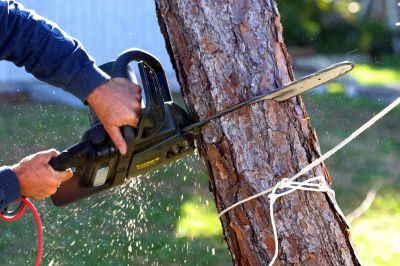 Get an Old or Dead Tree Removed!
