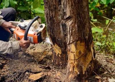 Have Professionals Remove a Tree Safely!