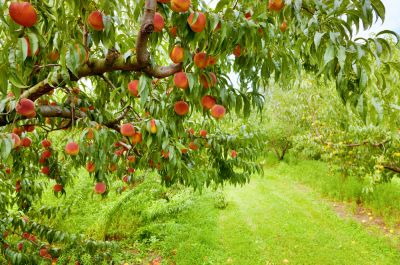 Improve the Appearance of Your Peach Trees!