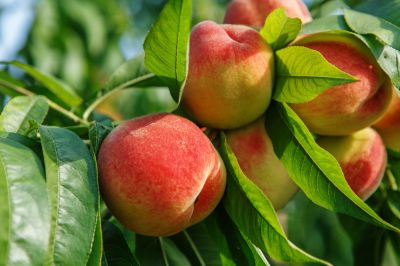 Increase the Size and Quality of the Fruit!