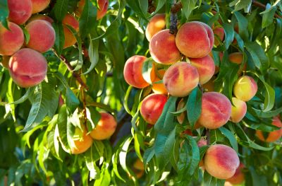 Maintain the Health of Your Peach Tree with Trimming Service!