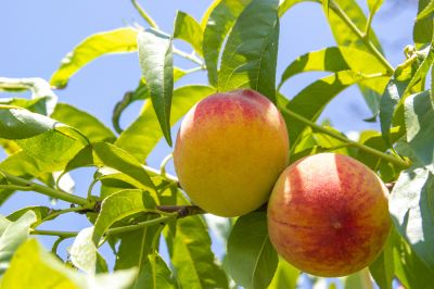 Remove Diseased and Dead Peach Tree Branches!