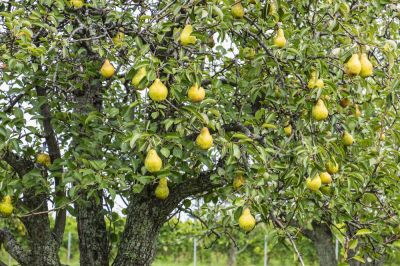 Contribute to the Healthy Growth of Pears with Professional Pear Tree Trimming!