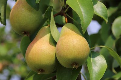 Improve the Appearance of the Tree with Pear Tree Trimming!