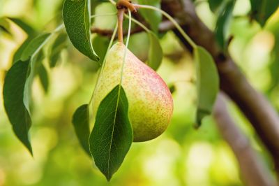 Improve the Health of the Tree with Pear Tree Trimming Service!