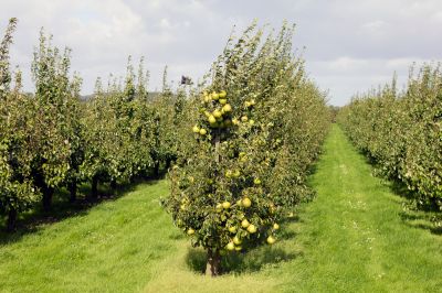 Remove Dead, Diseased, or Damaged Branches from the Tree!