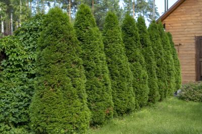 Remove Dead, Diseased, or Overgrown Branches