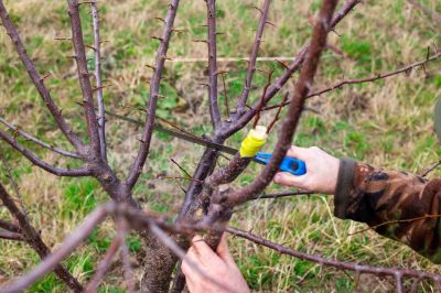 Improve the Health of the Tree Through Apricot Tree Trimming!