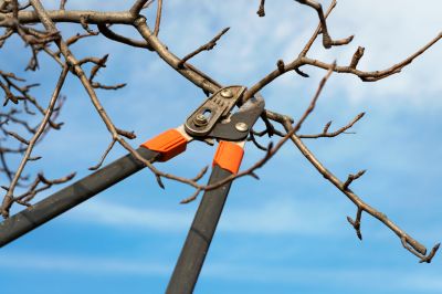 Remove Dead or Diseased Branches from Your Apricot Tree!