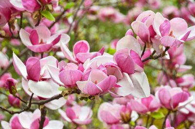 Enjoy the Beautiful Blooms!