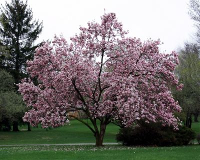 Keep the Great Shape of Your Tree!