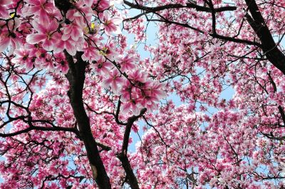 Keep Your Magnolia Tree Healthy!