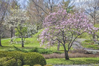 Trim Your Magnolia Trees!