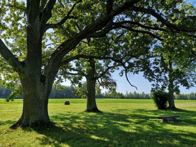 Promote Healthy New Tree Limb Growth!