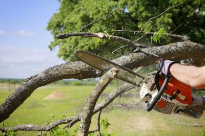 Remove Dead or Diseased Branches!