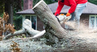 Remove Trees and Stumps!
