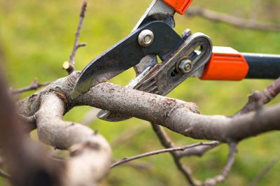Keep Your Trees Healthy!