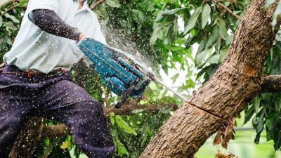 Tree Cutting Service - Tree Cutting Service Anderson, South Carolina