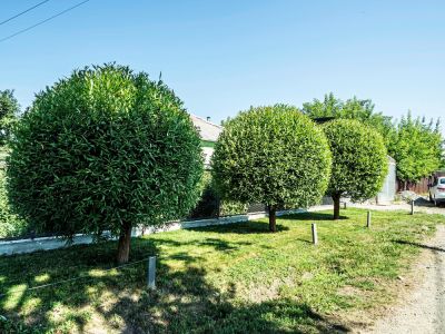 Improve the Shape of the Tree!