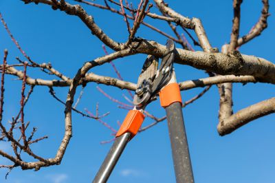 Maintain the Health of the Tree!