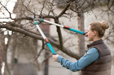 Remove Old and Diseased Tree Branches!