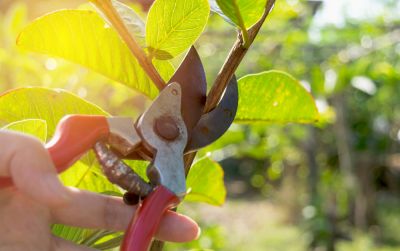 Tree Pruning - Tree Pruning Snohomish County, Washington