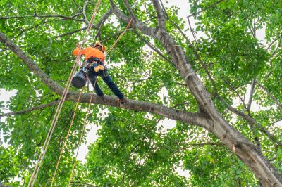 Maintain the Health of Trees!