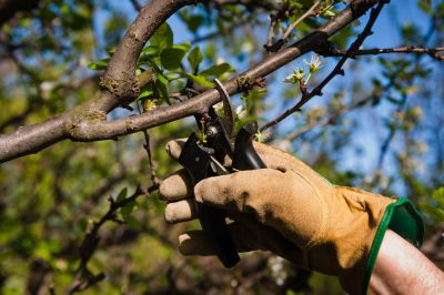 Professional Tree Pruning Services!