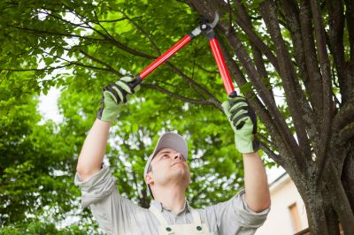 Tree Pruning Service - Tree Pruning Service El Paso, Texas