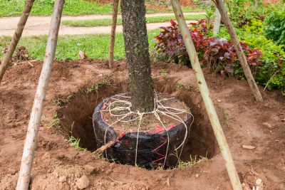Tree Planting!