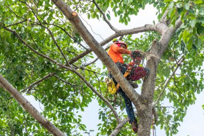 Tree Services - Tree Services Arvada, Colorado