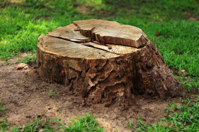 Improve the Appearance of Your Yard!