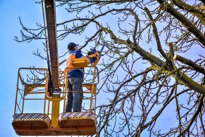 Reduce the Chances of Tree Branches Falling and Harming Someone or Something!