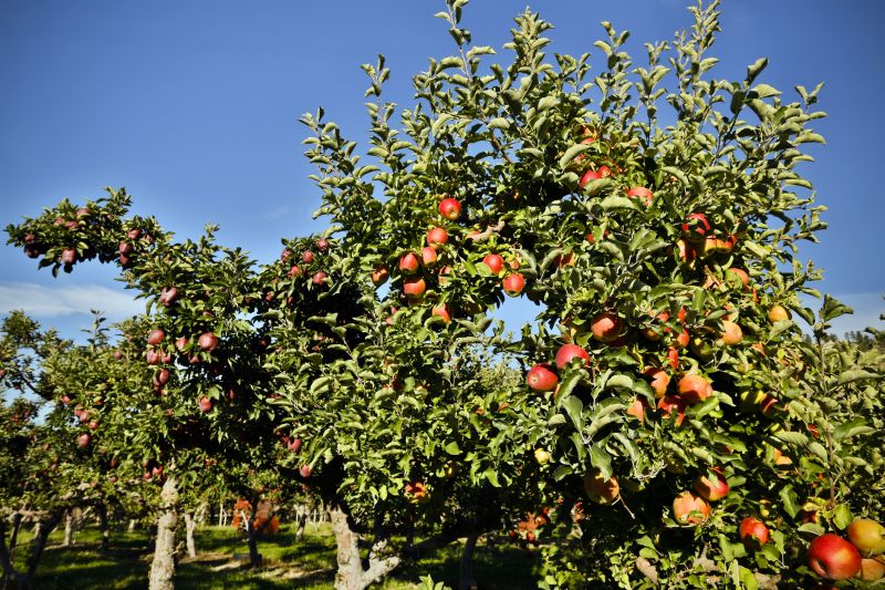 Enhancing the beauty of your landscape