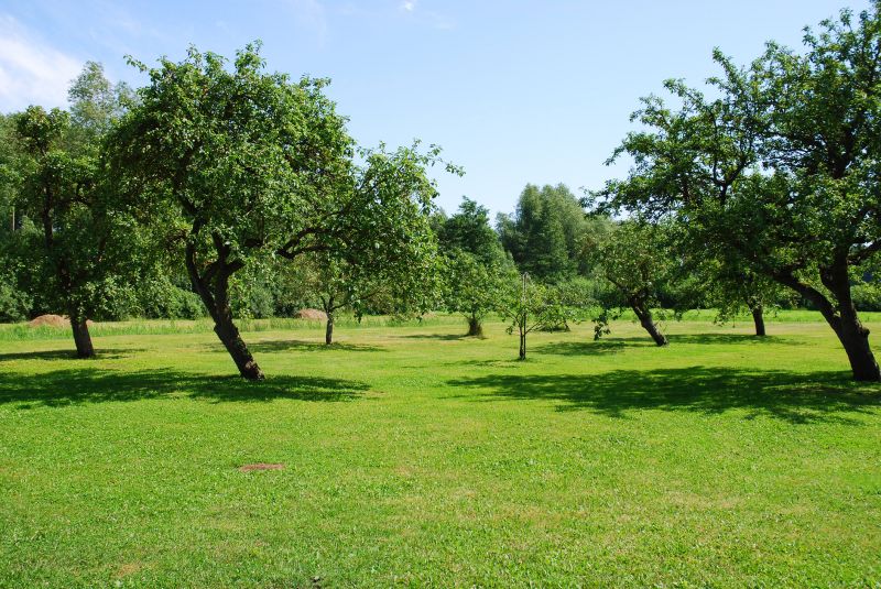 Overgrown or weak branches can pose a risk to people