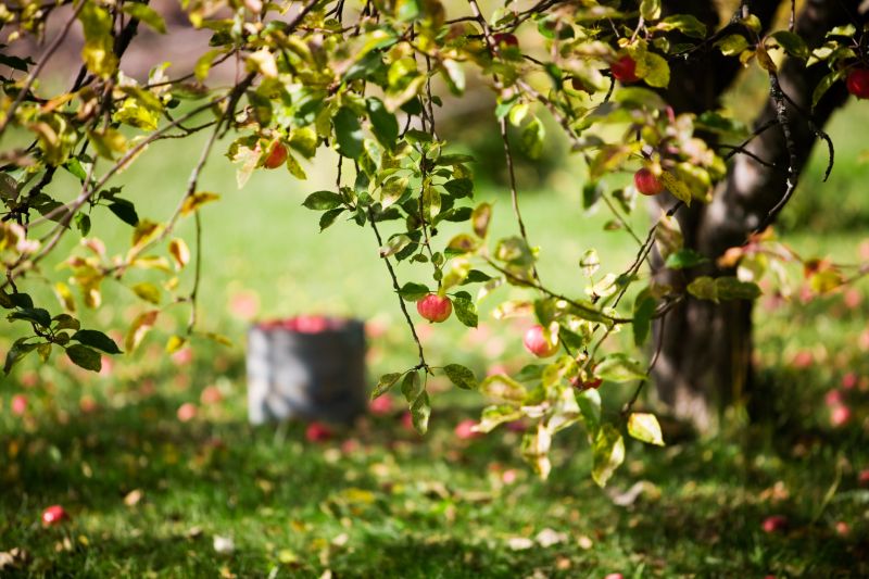 Proper pruning can boost fruit yield