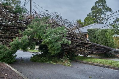 Get Trees Removed From a Storm!