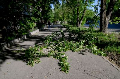 Fallen Branch Removal