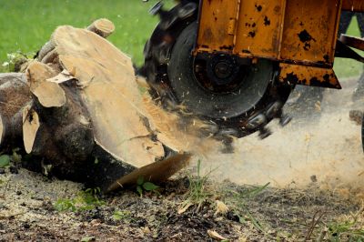 Stump Grinding - Stump Grinding Service Tarpon Springs, Florida