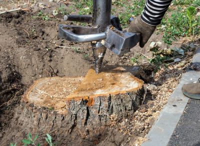 Stump Removal - Stump Removal San Bernardino, California