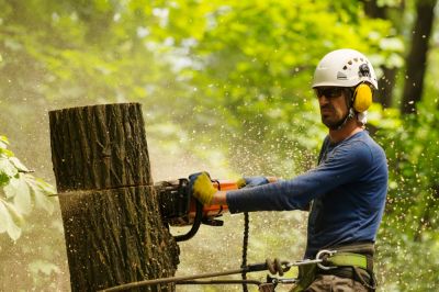 Protect Your Home from a Dangerous Tree!