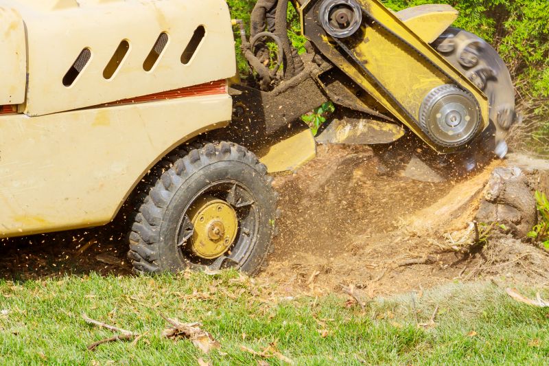 Stump removal prevents this regrowth and keeps your yard looking neat