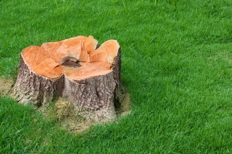 Stumps can make your yard look cluttered and unkempt