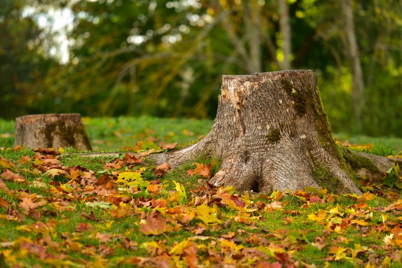 Stumps can attract pests like termites, ants, and fungi
