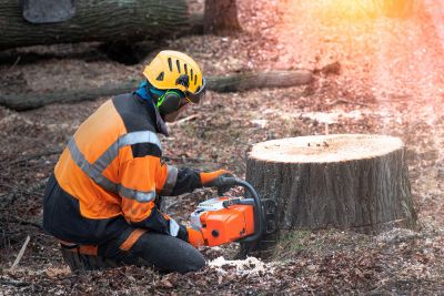 Tree Stump Removal - Tree Stump Removal Rogers, Arkansas