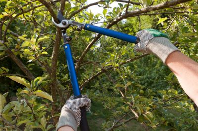 Ensure Tree Health!