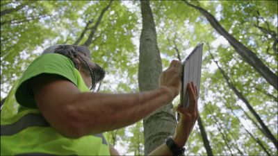 An Arborist Can Take Care of Tree Removal and Determine Risk Management!
