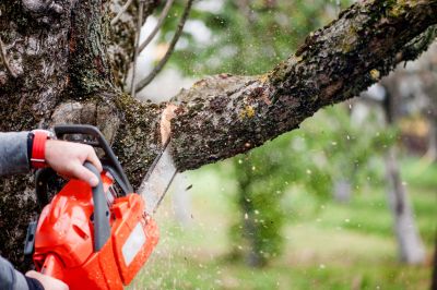 An Arborist Can Complete Proper Trimming and Pruning of Trees!