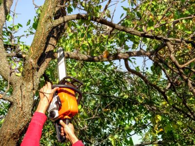 Keep Your Trees Healthy with Tree Trimming Services!
